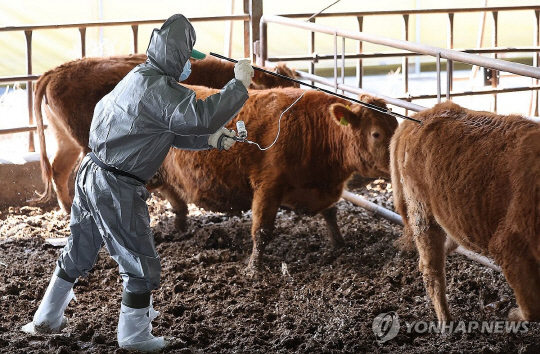 구제역 백신을 하고 있는 모습. [연합뉴스]